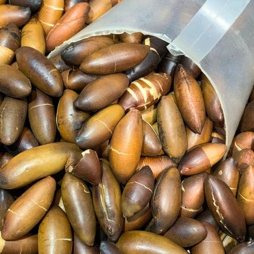 CASTANHA DE BARU